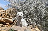WESTIE 043